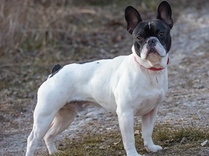 Poldi sucht sein Zuhause