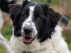 Lino sucht sein Zuhause