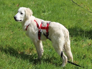 Nori sucht sein Zuhause