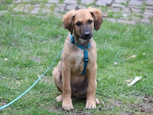 Kay sucht sein Zuhause