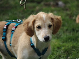 Miele sucht sein Zuhause