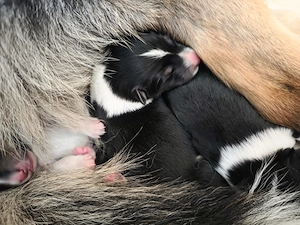 Zuckersüße hübsche Collie-Bernersennen-Husky  Bild 4