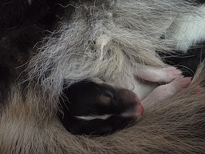 Zuckersüße hübsche Collie-Bernersennen-Husky 