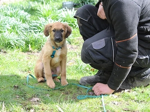 Sun sucht sein Zuhause