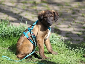 Smile sucht sein Zuhause