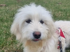 Birillo sucht sein Zuhause