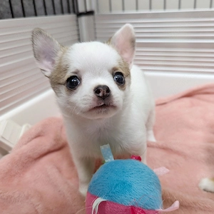 Hauserzogene Chihuahua-Welpen