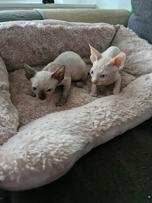 Canadia sphynx kitten