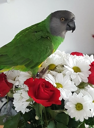 Suchen Männlichen MOPA ca  16 bis 20 Jahre für unsere Dame sie ist 16 Jahre alt 