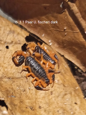 Uroplectes fischeri dark morph aus Nachzucht