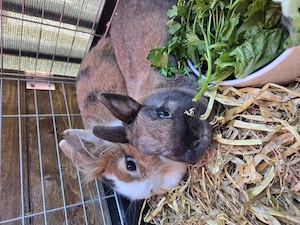 2 Kaninchen (Löwenköpfchen & Zwergkaninchen) suchen liebevolles Zuhause 