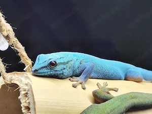 Lygodactylus Williamsi 1.0