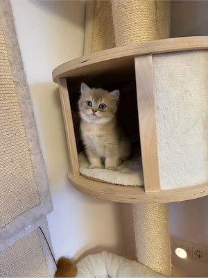 BLH BKH Kitten suchen ein liebevolles Zuhause (Abgabe ab 13.04.)