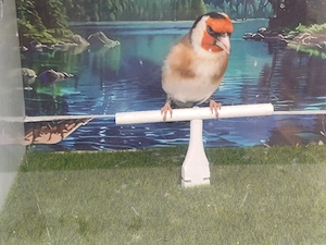 Stieglitz Major weiblichen 