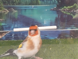 Stieglitz Major weiblichen 