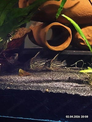 corydoras schwartzi