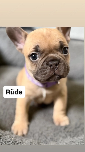 7 wunderschöne französische Bulldoggen 