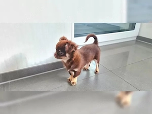 Reinrassiger langhaariger Chihuahua