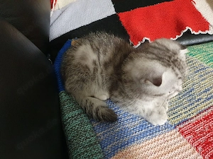 Schweren Herzens suchen wir ein neues, liebevolles Zuhause für unsere wunderschöne, kurzhaarige Katz