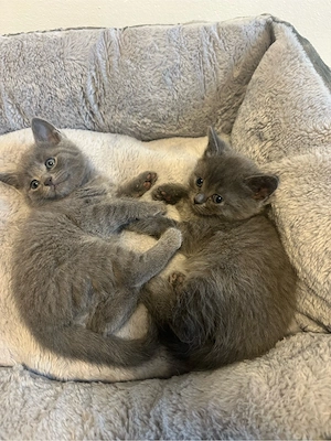 BKH Russisch Blau Kitten