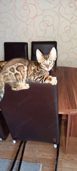 Bengal Exklusive, reinrassige Bengal Kittens
