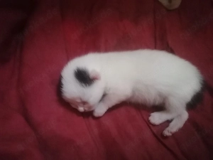 Kleine Katzedame sucht ein neues Zuhause 