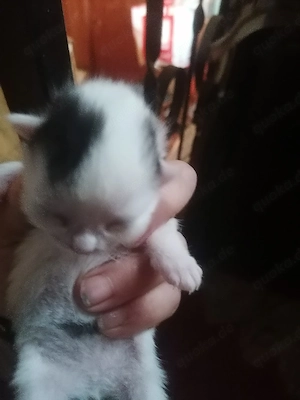 Kleine Katzedame sucht ein neues Zuhause 