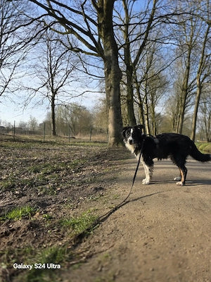 Australian Shepherd Rüde