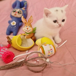 britisch kurzhaar bkh kitten mix 