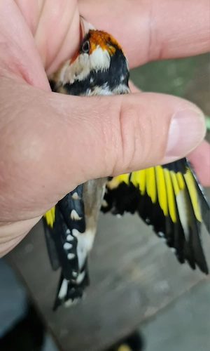 Stieglitz paar zucht bereit