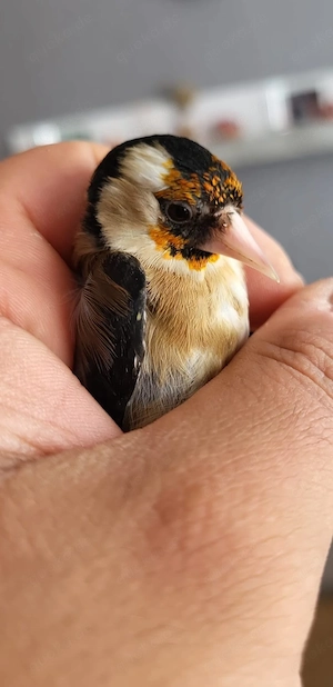 stieglitz Weibchen 2025