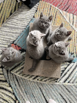 Süße Britisch Kurzhaar Kitten suchen neues Zuhause ab 29.04