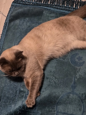 Erfahrene Deckkater Siam Bild 3