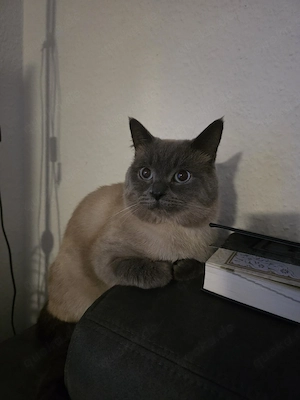 Erfahrene Deckkater Siam Bild 2
