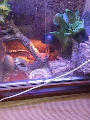 Leopard Geckos gelbe groß 