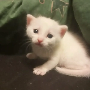 Türkische van Babys 