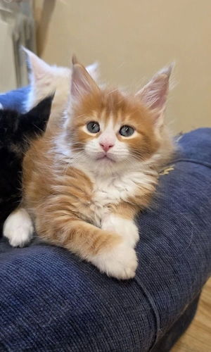 Wunderschöne Maine Coon Kitten 