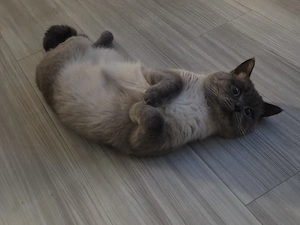 Erfahrene Deckkater Siam Bild 4