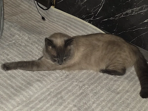 Erfahrene Deckkater Siam Bild 5