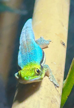 Phelsuma klemmeri abzugeben