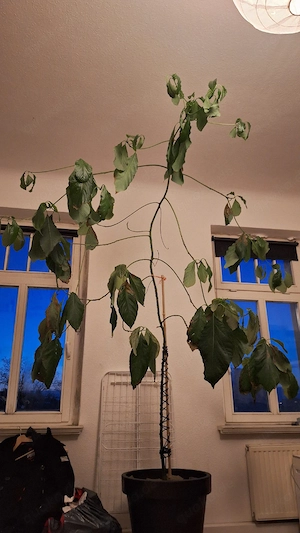 Avocadobaum zuverschenken 