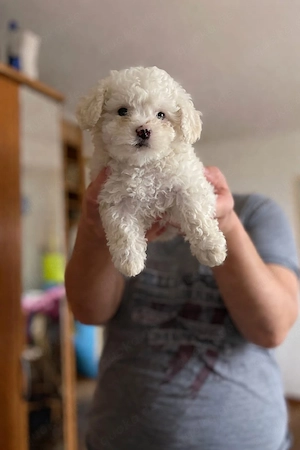    Bichon Frisé Welpen   3 Monate