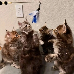 Maine-Coon-Kätzchen zur Adoption