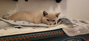 BKH Kater mit Stammbaum zu verksufen