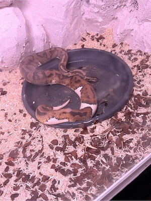 königsphyton piebald het ultramel