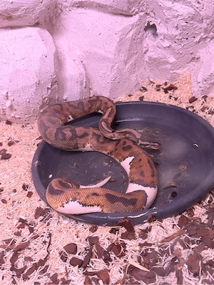 königsphyton piebald het ultramel