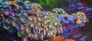 Meerwasser Korallen Ableger Acropora, Zoas , etc 