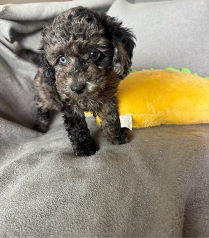 Teacup  Merle  weibchen toy pudel  