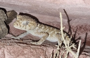 Nephrurus Amyae männchen 