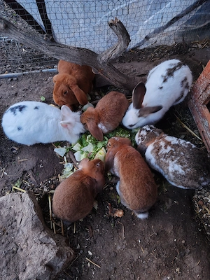 Junge Kaninchen Widder